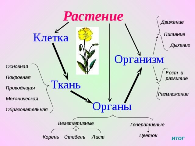 Способность к размножению – одна из важнейших особенностей живого. В процессе размножения происходит передача наследственного материала от родителей потомкам. Кроме того, размножение позволяет в благоприятных условиях увеличить количество особей. Вегетативное размножение это размножение, при котором начало новому организму даёт не одна клетка, а многоклеточные зачатки. Наиболее совершенными органами полового размножения среди растений обладают покрытосеменные В процессе адаптации к жизни на суше они развили семена и плоды, обеспечивающие питание и защиту зародышам. Мужские гаметы, заключённые в пыльце, переносятся на женские органы опыление после чего прорастает пыльцевая трубка и происходит оплодотворение СХЕМА 