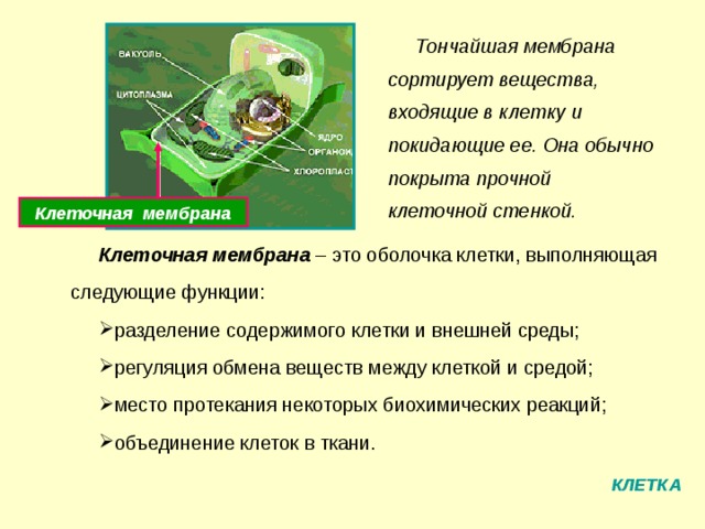 Тончайшая мембрана сортирует вещества, входящие в клетку и покидающие ее. Она обычно покрыта прочной клеточной стенкой. Клеточная мембрана Клеточная мембрана – это оболочка клетки, выполняющая следующие функции: разделение содержимого клетки и внешней среды; регуляция обмена веществ между клеткой и средой; место протекания некоторых биохимических реакций; объединение клеток в ткани. КЛЕТКА 