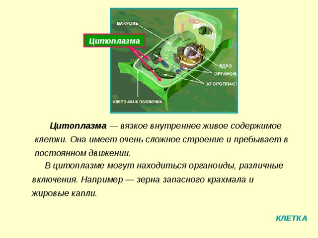 Цитоплазма Цитоплазма — вязкое внутреннее живое содержимое клетки. Она имеет очень сложное строение и пребывает в постоянном движении. В цитоплазме могут находиться органоиды, различные включения. Например — зерна запасного крахмала и жировые капли. КЛЕТКА 