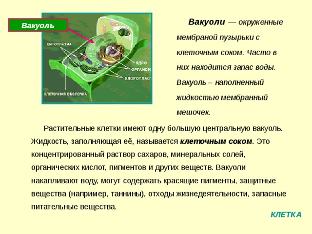 Вакуоли — окруженные мембраной пузырьки с клеточным соком. Часто в них находится запас воды. Вакуоль наполненный жидкостью мембранный мешочек. Вакуоль Растительные клетки имеют одну большую центральную вакуоль. Жидкость, заполняющая её, называется клеточным соком . Это концентрированный раствор сахаров, минеральных солей, органических кислот, пигментов и других веществ. Вакуоли накапливают воду, могут содержать красящие пигменты, защитные вещества (например, таннины), отходы жизнедеятельности, запасные питательные вещества. КЛЕТКА 
