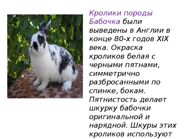 Кролики породы Бабочка были выведены в Англии в конце 80-х годов XIX века. Окраска кроликов белая с черными пятнами, симметрично разбросанными по спинке, бокам. Пятнистость делает шкурку бабочки оригинальной и нарядной. Шкуры этих кроликов используют для изготовления меховых изделий . 