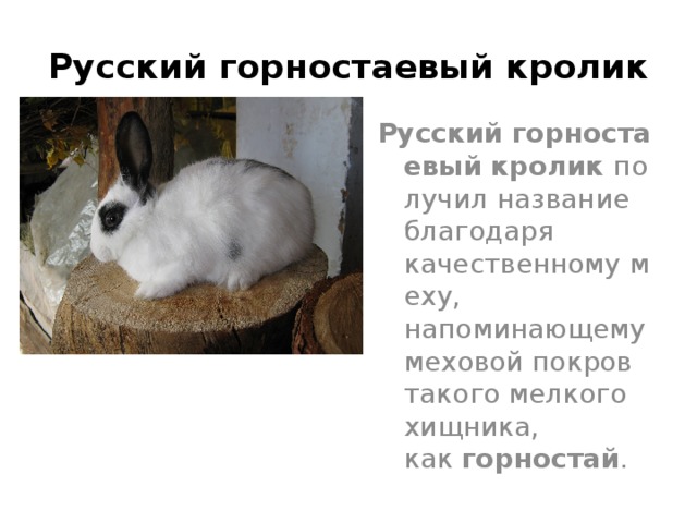 Русский горностаевый кролик Русский   горностаевый   кролик  получил название благодаря качественному меху, напоминающему меховой покров такого мелкого хищника, как  горностай . 