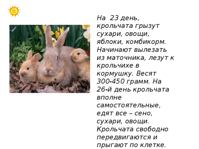 На 23 день, крольчата грызут сухари, овощи, яблоки, комбикорм. Начинают вылезать из маточника, лезут к крольчихе в кормушку. Весят 300-450 грамм. На 26-й день крольчата вполне самостоятельные, едят все – сено, сухари, овощи. Крольчата свободно передвигаются и прыгают по клетке. Вес крольчат достигает - 500-560 грамм. 