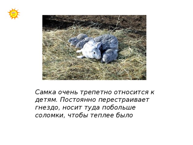 Самка очень трепетно относится к детям. Постоянно перестраивает гнездо, носит туда побольше соломки, чтобы теплее было 