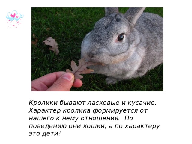 Кролики бывают ласковые и кусачие. Характер кролика формируется от нашего к нему отношения. По поведению они кошки, а по характеру это дети! 