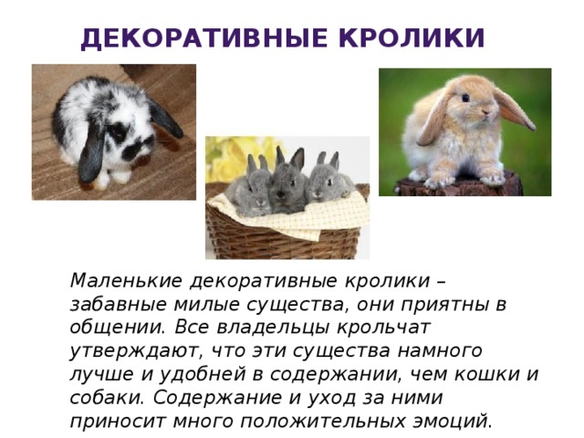  Декоративные кролики Маленькие декоративные кролики – забавные милые существа, они приятны в общении. Все владельцы крольчат утверждают, что эти существа намного лучше и удобней в содержании, чем кошки и собаки. Содержание и уход за ними приносит много положительных эмоций. 