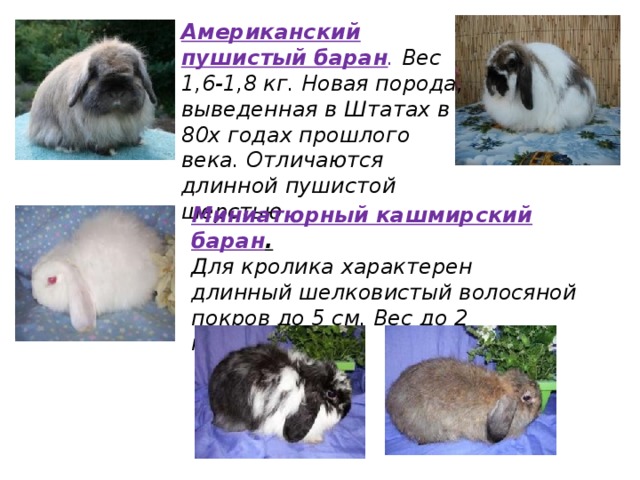 Американский пушистый баран . Вес 1,6-1,8 кг. Новая порода, выведенная в Штатах в 80х годах прошлого века. Отличаются длинной пушистой шерстью Миниатюрный кашмирский баран . Для кролика характерен длинный шелковистый волосяной покров до 5 см. Вес до 2 килограммов 