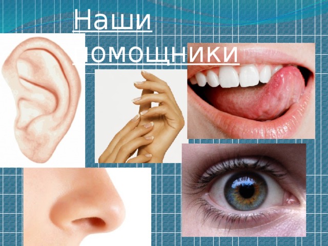 Наши помощники Сенсорные системы  