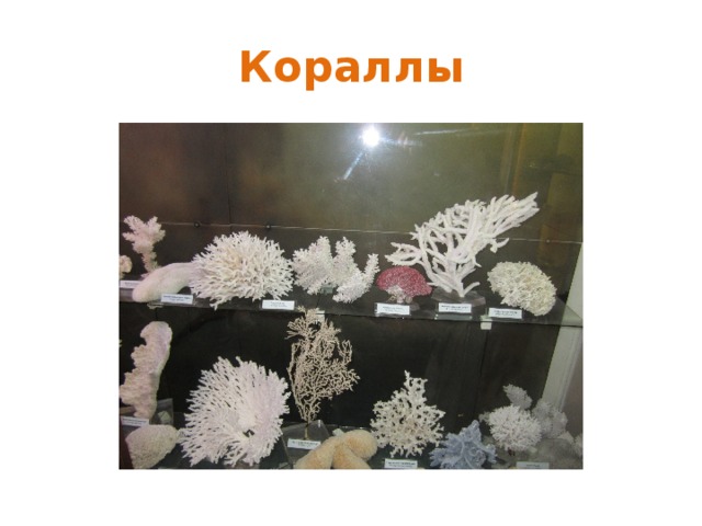 Кораллы 