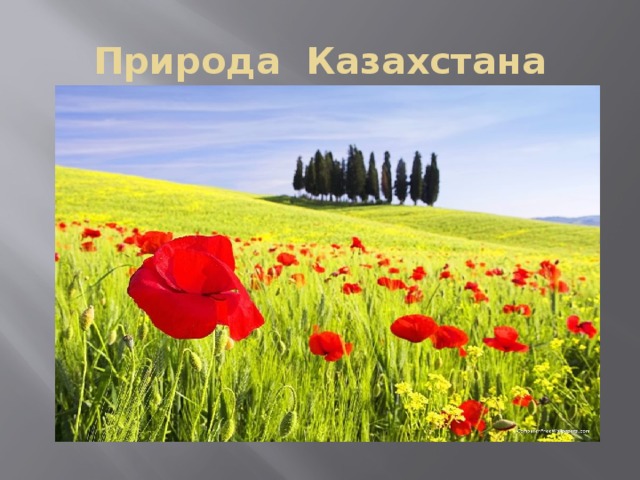 Природа Казахстана 