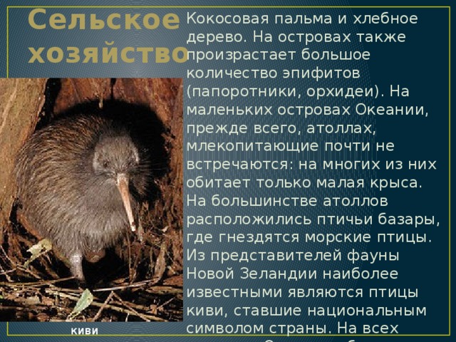 Кокосовая пальма и хлебное дерево. На островах также произрастает большое количество эпифитов (папоротники, орхидеи). На маленьких островах Океании, прежде всего, атоллах, млекопитающие почти не встречаются: на многих из них обитает только малая крыса. На большинстве атоллов расположились птичьи базары, где гнездятся морские птицы. Из представителей фауны Новой Зеландии наиболее известными являются птицы киви, ставшие национальным символом страны. На всех островах Океании обитает большое количество ящериц, змей и насекомых. Сельское хозяйство киви 
