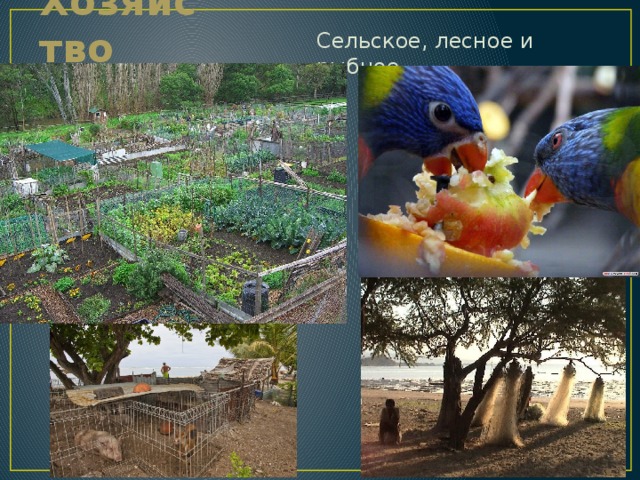 Хозяйство Сельское, лесное и рыбное. 