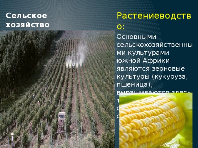 Сельское хозяйство Растениеводство: Основными сельскохозяйственными культурами южной Африки являются зерновые культуры (кукуруза, пшеница), выращиваются здесь также разные виды фруктов, виноград и сахарный тростник . 