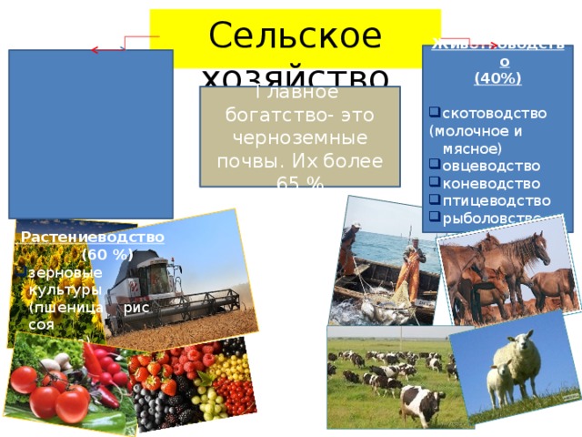 Сельское хозяйство Животноводство (40%)  скотоводство (молочное и мясное) овцеводство коневодство птицеводство рыболовство  Растениеводство  (60 %) зерновые культуры (пшеница рис соя  гречка) подсолнечник овощеводство садоводство виноградарство Главное богатство- это черноземные почвы. Их более 65 %  