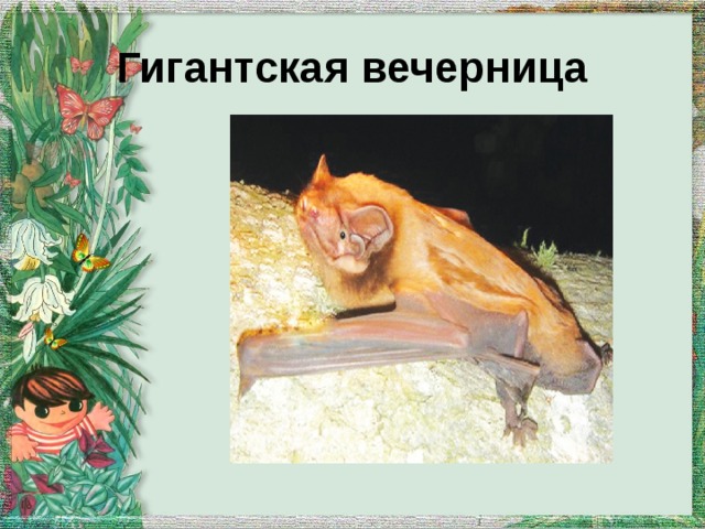 Гигантская вечерница 