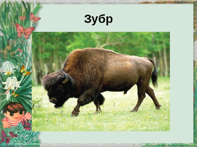 Зубр 