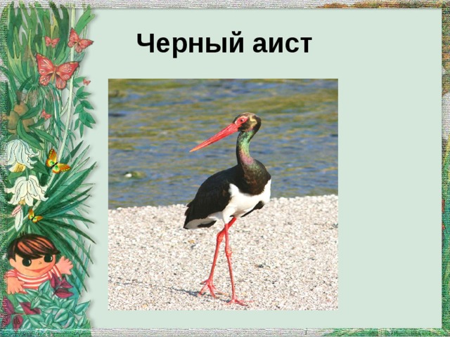 Черный аист 
