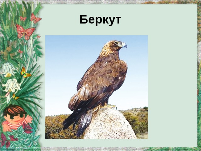 Беркут 