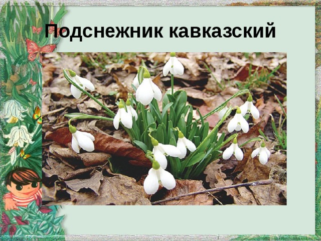 Подснежник кавказский 