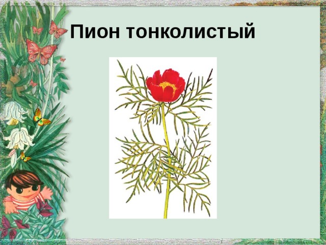 Пион тонколистый 