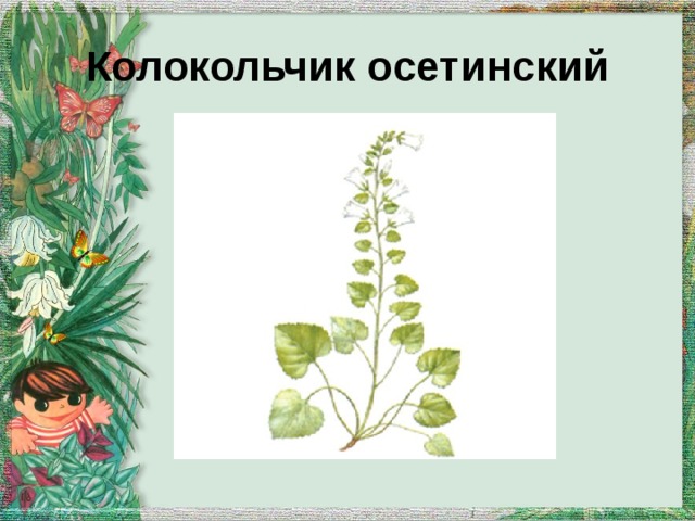 Колокольчик осетинский 