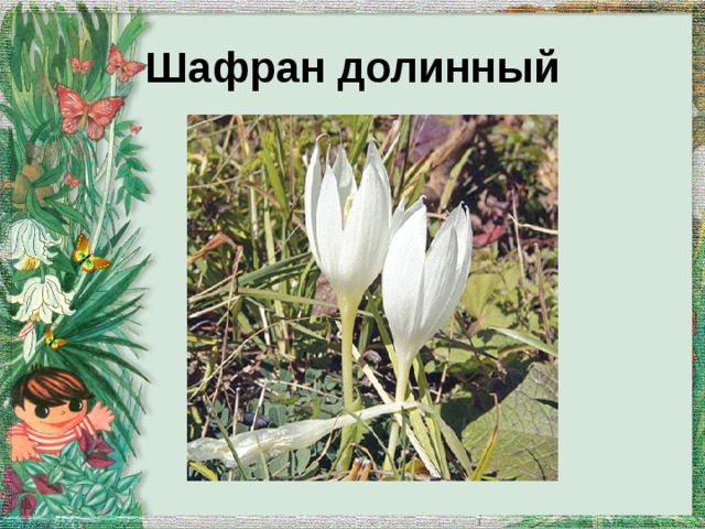 Шафран долинный 
