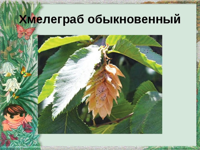 Хмелеграб обыкновенный 
