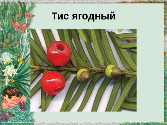 Тис ягодный 