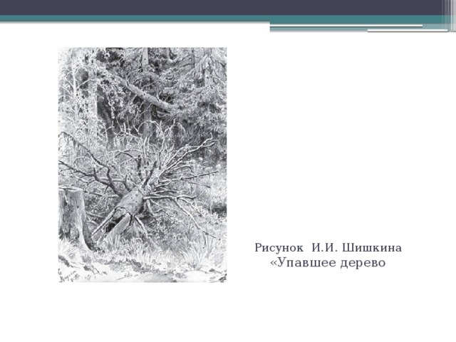 Рисунок И.И. Шишкина  «Упавшее дерево 