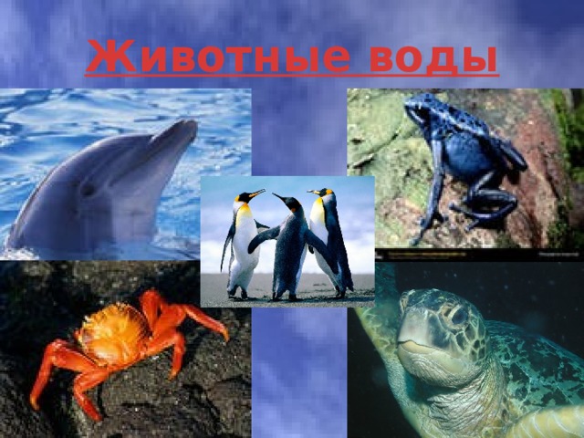 Животные воды 
