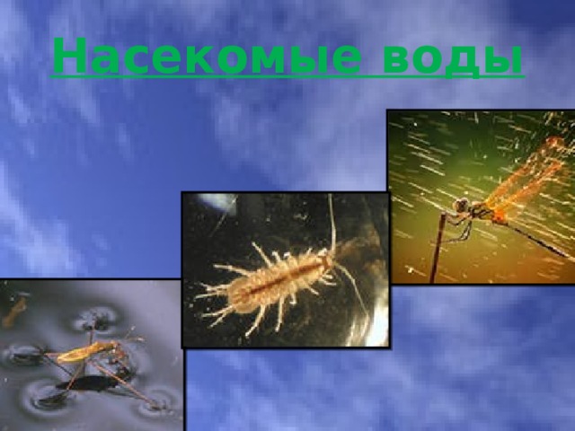 Насекомые воды 