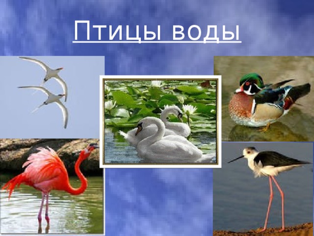Птицы воды 