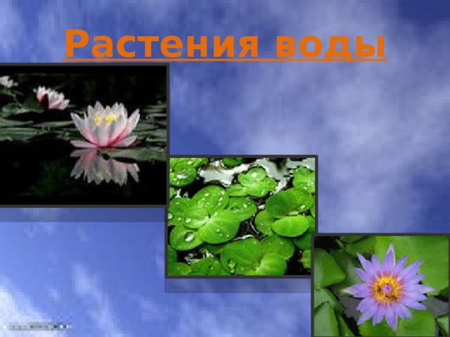 Растения воды 