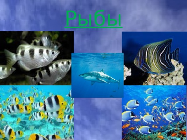 Рыбы 