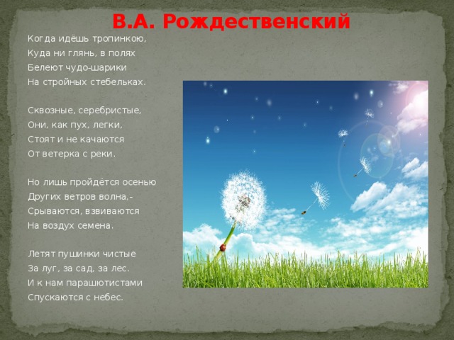 В.А. Рождественский Когда идёшь тропинкою, Куда ни глянь, в полях Белеют чудо-шарики На стройных стебельках. Сквозные, серебристые, Они, как пух, легки, Стоят и не качаются От ветерка с реки. Но лишь пройдётся осенью Других ветров волна,- Срываются, взвиваются На воздух семена. Летят пушинки чистые За луг, за сад, за лес. И к нам парашютистами Спускаются с небес. 