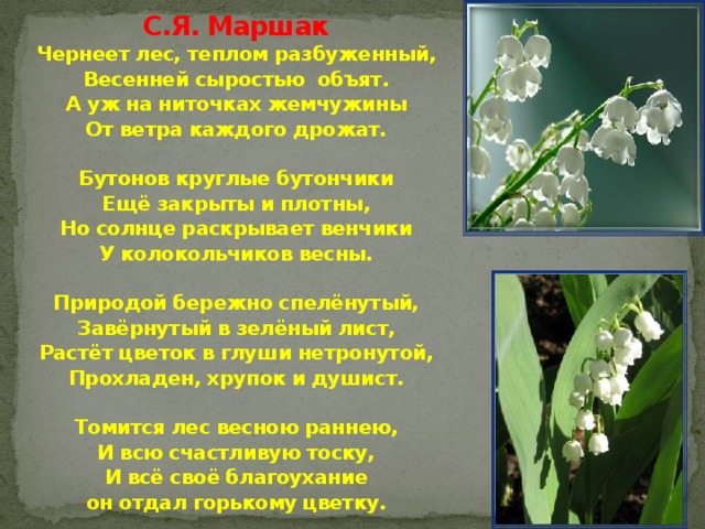 С.Я. Маршак  Чернеет лес, теплом разбуженный,  Весенней сыростью объят.  А уж на ниточках жемчужины  От ветра каждого дрожат.   Бутонов круглые бутончики  Ещё закрыты и плотны,  Но солнце раскрывает венчики  У колокольчиков весны.   Природой бережно спелёнутый,  Завёрнутый в зелёный лист,  Растёт цветок в глуши нетронутой,  Прохладен, хрупок и душист.   Томится лес весною раннею,  И всю счастливую тоску,  И всё своё благоухание  он отдал горькому цветку. 