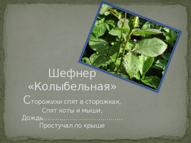 Шефнер  «Колыбельная»  С торожихи спят в сторожках,  Спят коты и мыши,  Дождь…………………………………  Простучал по крыше 