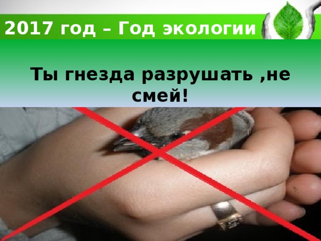 2017 год – Год экологии  Ты гнезда разрушать ,не смей! 