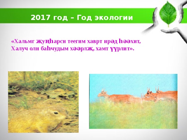 2017 год – Год экологии «Хальмг җуңһарсн теегим хаврт ирəд һəəхит,  Халуч олн баһчудым хəəрлҗ, хамт үүрлит». 
