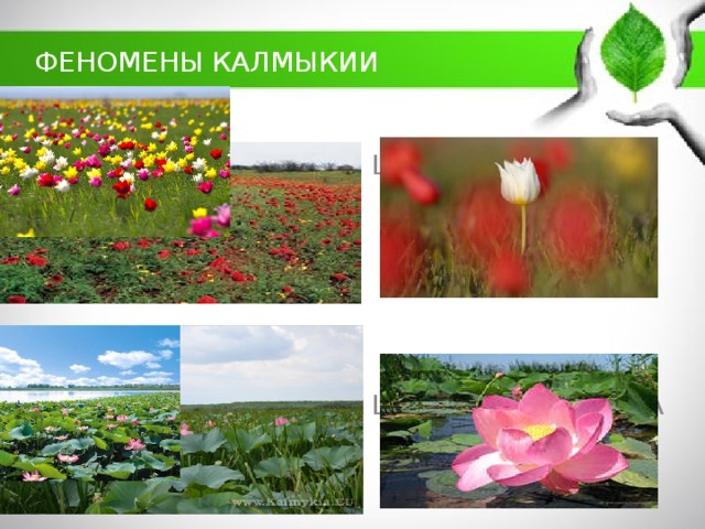 ФЕНОМЕНЫ КАЛМЫКИИ   ЦВЕТЕНИЕ ТЮЛЬПАНОВ ЦВЕТЕНИЕ ЛОТОСА 
