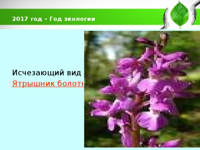  2017 год – Год экологии   Исчезающий вид Ятрышник болотный   