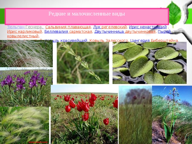 Редкие и малочисленные виды   Тюльпан Геснера ,  Сальвиния плавающая , Лук регелевский , Ирис ненастоящий  , Ирис карликовый , Беллевалия сарматская , Двутычинница  двутычинковая , Пырей ковылелистный ,  Ковыль перистый, Ковыль красивейший , Ковыль Залесского, Цингерия  Биберштейна , Майкараган волжский. 