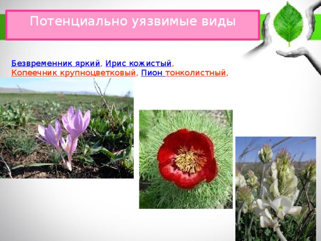 Потенциально уязвимые  виды   Безвременник яркий , Ирис кожистый ,  Копеечник крупноцветковый , Пион тонколистный , 