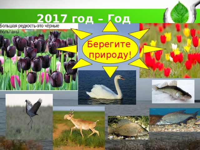  2017 год – Год экологии Берегите природу! 