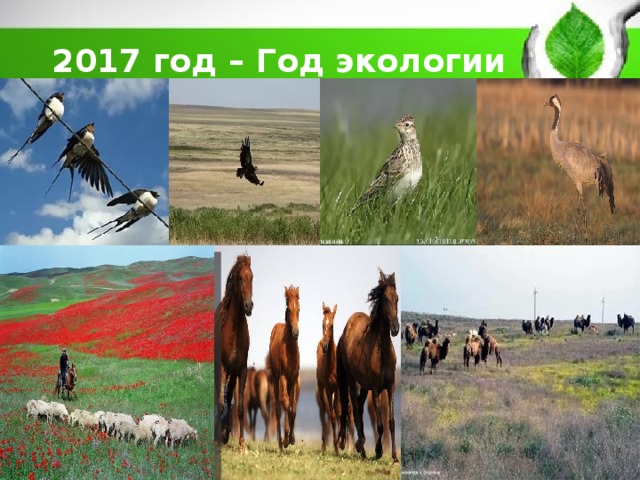 2017 год – Год экологии 
