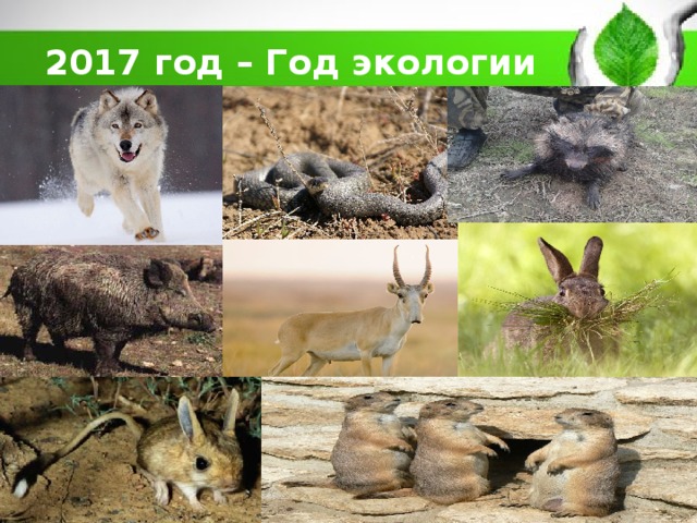 2017 год – Год экологии 