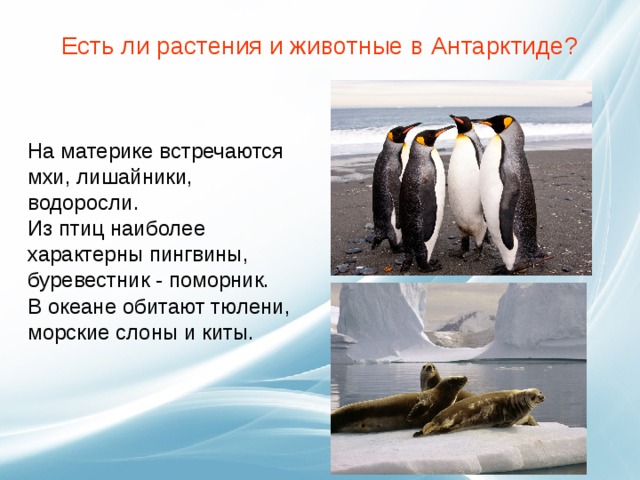 Есть ли растения и животные в Антарктиде?   На материке встречаются мхи, лишайники, водоросли. Из птиц наиболее характерны пингвины, буревестник - поморник. В океане обитают тюлени, морские слоны и киты.     
