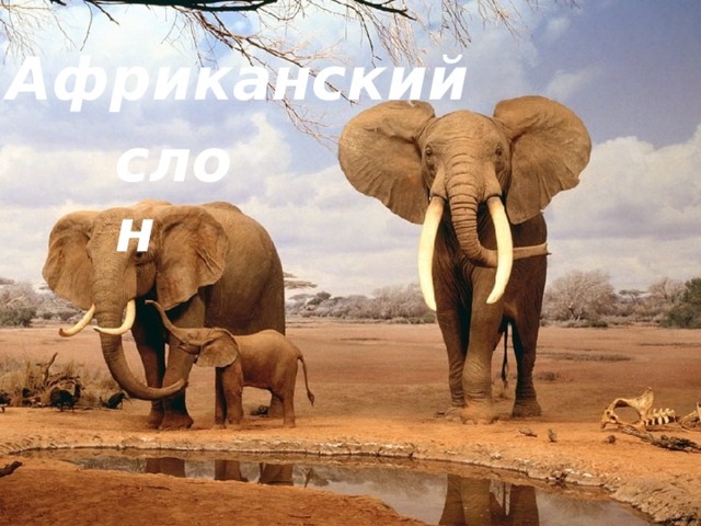 Африканский слон 