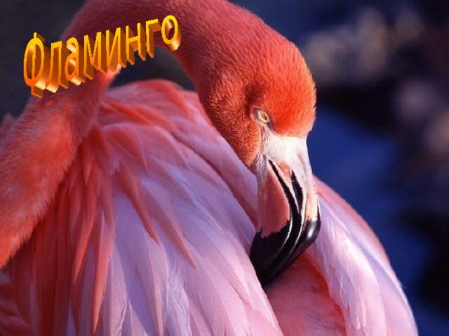 Ф 