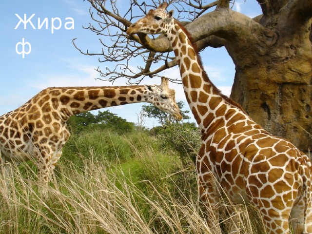 Жираф 